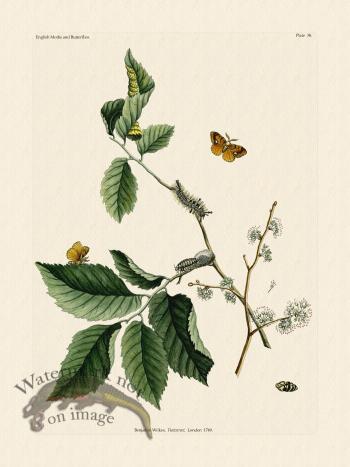 Wilkes Butterflies 038